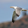Racek stredomorsky - Kreta 6046